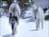 حیات وحش - لحظاتی زیبا از شکار گله گرگها در طبیعت