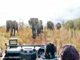 حمله فیل های خشمگین به خودروی توریست ها