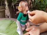 غذا دادن به میمون کوچولوی بامزه