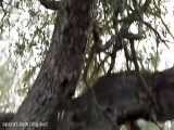 بالا رفتن شیرها از درخت برای شکار پلنگ