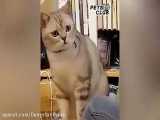 لحظات خنده دار حیوانات اهلی