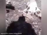 کشته شدن گرگ توسط سگ های کنگال گله