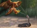حملات مارها و خزندگان در طبیعت! - عقاب در مقابل مار ، جگوار در مقابل آناکوندا