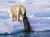 خرس قطبی در مقابل حیوانات عظیم اقیانوس