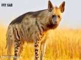 زنده خوردن  حیوانات توسط سگ وحشی افریقایی