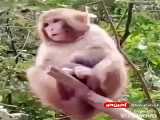 مسخره شدن شیر توسط میمون به خاطر حواس پرتی!