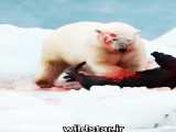 لت وپاره کردن خوگ دریایی توسط خرس قطبی