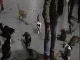  زندگیتورنگیکن روز دوم - غذا رسانی به گربه های پارک لاله - 1399/09/21
