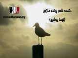 دکلمه شعر پرنده منزوی | نیما یوشیج | استاد محمدعلی حسینیان