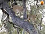 شـیـرهـا برای دزدیـدن شکار پـلـنـگ به بالای درخت می روند...!