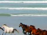 دویدن اسب در ساحل