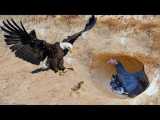 مرغ شجاع بچه هایش را از عقاب محافظت و نجات می دهد !!!