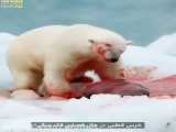 شکار، از قصابی فک چنگی توسط خرس قطبی تا قطع کردن بازوی خرچنگ