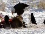 عقاب غذای گرگ را ربود