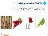 تدریس دنیای گیاهان ( ساقه چیست )صفحه 47