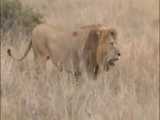 فیلم مستند جنگ و جدال شیرها و بوفالوها و فیلها و کفتارهای حیات وحش افریقا