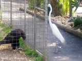 عقاب در باغ وحش غذای خودش را طعمه قرار میده