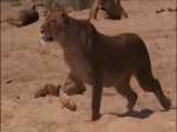 فیلم مستند حمله شیرها به بوفالوها و فیلهای حیات وحش افریقا