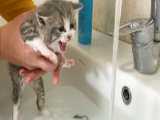 اولین حمام بچه گربه بامزه