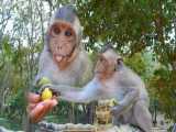 تصاویر از دنیای میمون ها - حیات وحش
