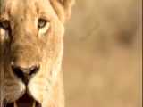 فیلم مستند جنگ شیرها و فیلها در حیات وحش افریقا