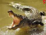 اولین فیلم از اثر پنجه و فضله تمساح در دریاچه چیتگر
