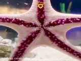 راه رفتن ستاره دریایی روی شیشه آکواریوم