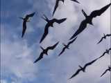 پرنده ای بدون بال زدن در هوا می‌تواند ساعتها پرواز کند