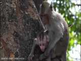 فقط یک ثانیه حواس میمون مادر پرت میشه و حمله ترسناک عقاب به بچه میمون فول HD