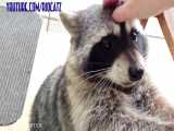 Fred the Friendly Raccoon