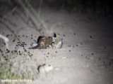 شکار خدنگ توسط گربه وحشی آفریقایی