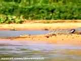شکار شدن عجیب و وحشت ناک تمساح توسط پلنگ