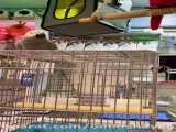 پرنده فروشی و مرکز تحقیقات طوطیان پت شاپ اطلاعات آموزش مشاوره
