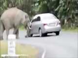 حمله مضحک و خنده دار فیل غول پیکر
