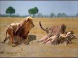کشته شدن یوزپلنگ توسط شیر