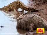شکار مرگبار - خطرناک‌ترین لحظات حمله تمساح - حیات وحش