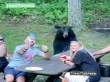 رفته بودن پیک نیک خرس هم اومد نشست باهاشون غذا خورد !!!