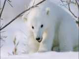 زندگی خرس در قطب شمال
