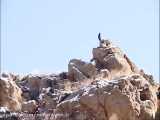 رها سازی دوبچه آهو در پارک ملی سالوک شهرتان اسفراین