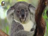 زندگی کوالا درختی بسیار جالب و دیدنی در استرالیا