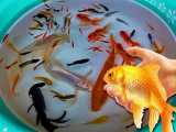 ماهی کپور، ماهی بتا ، ماهی قرمز، ماهی مولی سیاه ، ماهی کوی، ماهی گول بچه زا