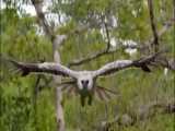 عقاب جنگده حریق شیر و پلنگ در حیات وحش افریقا
