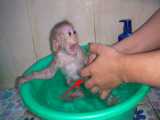 میمون کوچولوها موقع حمام همدیگرو بغل میکنن