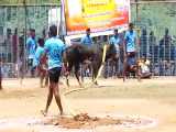 مسابقه خشن و خطرناک گاوبازی در هند