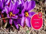 ایران بزرگترين تولیدکننده زعفران جهان