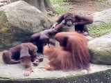 آبگوشت خوردن اورانگوتان ها