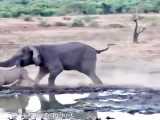 حیات وحش، حمله وحشتناک فیل عصبانی به کرگدن مادر