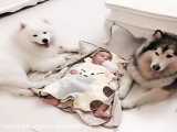 عشق و محبت سگ ها به نوزاد تازه متولد شده