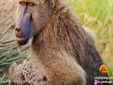 کشتن دو بچه پلنگ توسط میمون های بابون