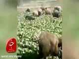 لحظه عجیب چرای گوسفندان در مزرعه کشت کاهو در اهواز ۳ روز پیش